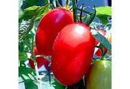 Ріо Фуего - томат детермінантний, 500 гр., Agri Saaten (Агрі Заатен), Німеччина фото, цiна